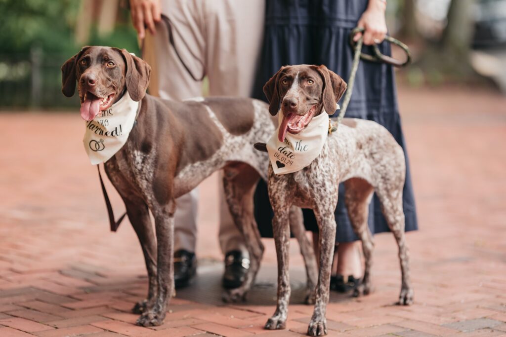 German Shorthair Pointers standing for photos with their owners for Rachel Yearick Photography
